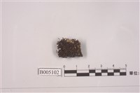 藏品(島衣屬 )的圖片